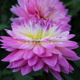 Dahlia ‘Miss Delilah’ waterlily