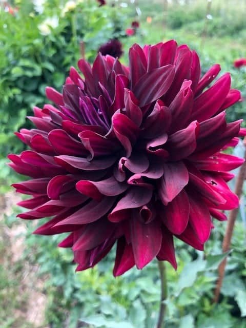 Dahlia ‘Hollyhill Black Beauty’ – Seeds Of Imbolc