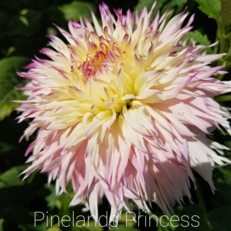 pinelands princess