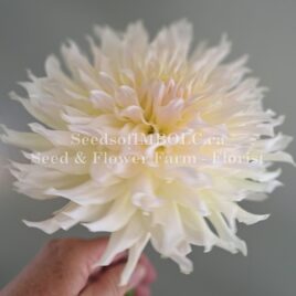 Dahlia ‘Wyn’s Farmer John’