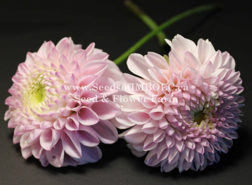 Dahlia ‘pink Pearl Seeds Of Imbolc