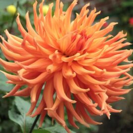 Dahlia ‘Wyns Desert Glow’