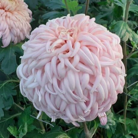 Early-Chrysanthemum-Bloom-Maxine-Charlton