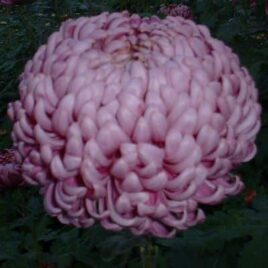 Chrysanthemum – ‘William Florentine’