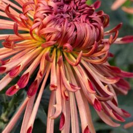 Chrysanthemum – ‘Judith Baker’