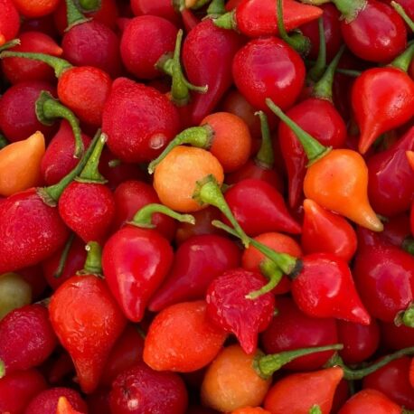 red biquino pepper