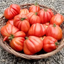 Cour di Bue Albenga Tomato – PLANT