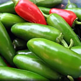 Pepper – Hot -‘Early Jalapeno ‘