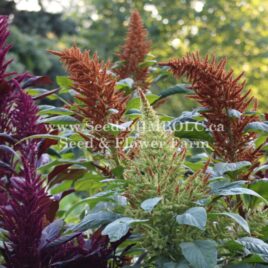 Amaranth ‘Hot Biscuits’