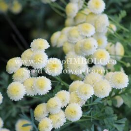 Feverfew Magic Lime Green