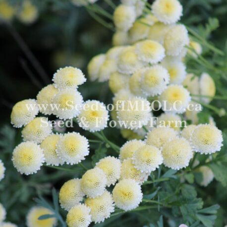 magic lime green feverfew