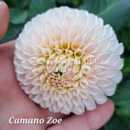 Dahlia ‘Camano Zoe’