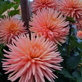 Dahlia ‘Embrace’