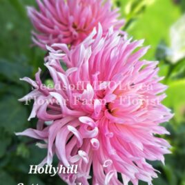 Dahlia ‘Hollyhill Cotton Candy’