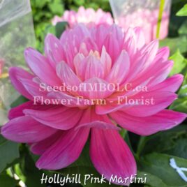 Dahlia ‘Hollyhill Pink Martini’