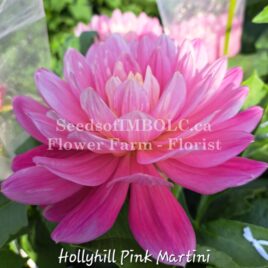 Dahlia ‘Hollyhill Pink Martini’