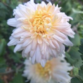 Chrysanthemum ‘Maxine Charlton’