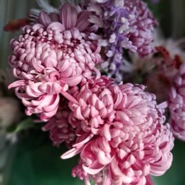 Chrysanthemum Fairweather aka ‘Cosmo Purple’