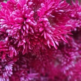 Chrysanthemum – ‘Pittsburgh Purple’