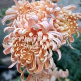 Chrysanthemum –  ‘River City’