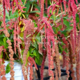 Amaranth ‘Coral Fountain’