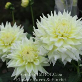 Dahlia ‘Light Accord’