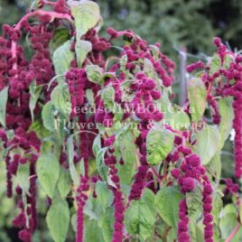 Amaranth ‘Dreadlocks’