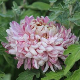 Chrysanthemum – ‘William Florentine’