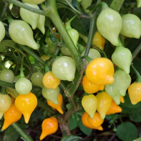 biquinho yellow pepper