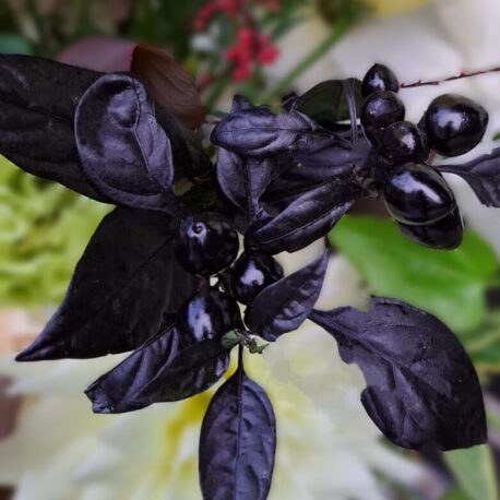 black pearl pepper bouquet