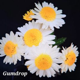 Chrysanthemum ‘GumDrop’