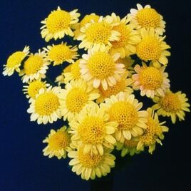 Chrysanthemum ‘Megumi’