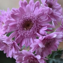 Chrysanthemum ‘Purple Light’