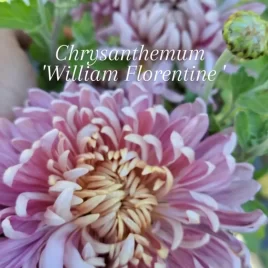 Chrysanthemum – ‘William Florentine’