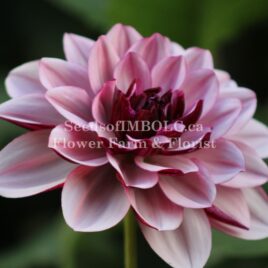 Dahlia ‘Creme de Cassis’