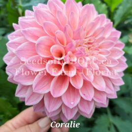 Dahlia ‘Coralie’