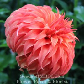 Dahlia ‘Bloomquist Jean’