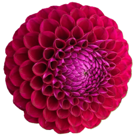 Dahlia ‘Ivanetti’