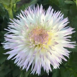 Dahlia ‘Jeannie Leroux’