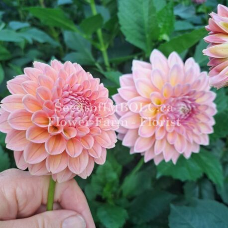 These 2 beauties are very similar LHS Coralie RHS Castle Drive