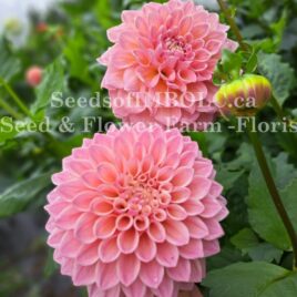 Dahlia ‘Coralie’