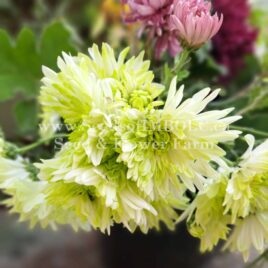 Chrysanthemum ‘Baltica Lime’