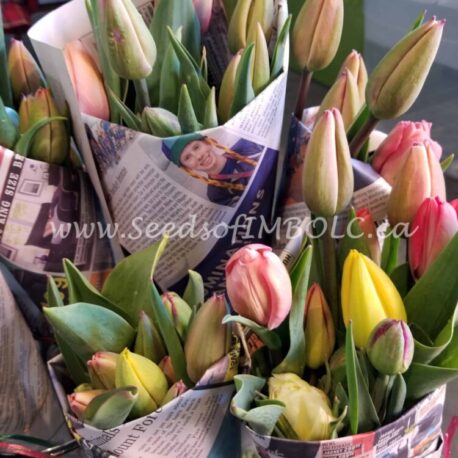 tulip bunches