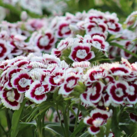 Holborn Glory Sweet William