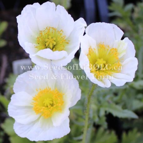 poppy Iceland nudicaule champagne bubbles