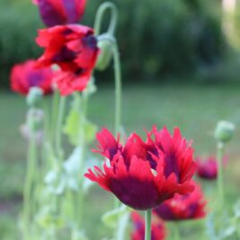 Poppy ‘Drama Queen’