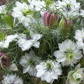 Nigella ‘Cramers Plum’