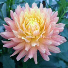 Dahlia ‘HarmElle Embers’ **1ST RELEASE**