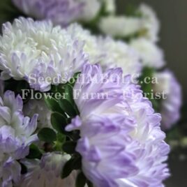 Aster ‘Tower Silver’