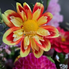 Dahlia ‘Pooh’